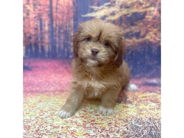 Lhasa Apso DOG Female Sable 15342 Petland Chillicothe, Ohio