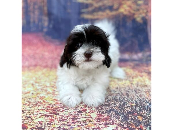 Havanese-DOG-Male-CHOC WH-15331-Petland Chillicothe, Ohio