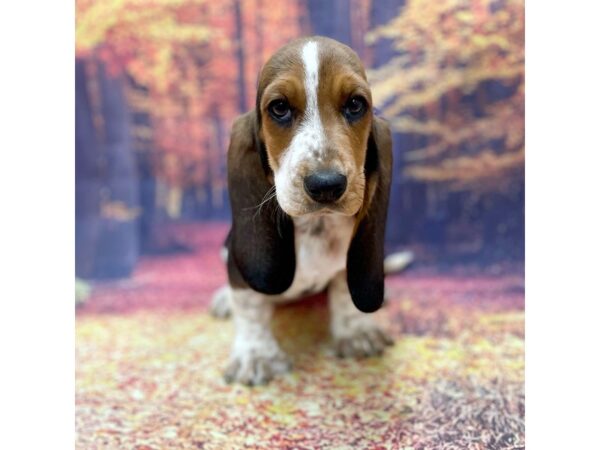 Basset Hound DOG Female Black Tan / White 15327 Petland Chillicothe, Ohio