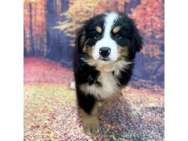 Bernese Mountain Dog DOG Male Black Rust / White 15308 Petland Chillicothe, Ohio