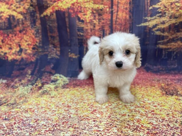 Cava Chon DOG Male BLENHIEM 15357 Petland Chillicothe, Ohio