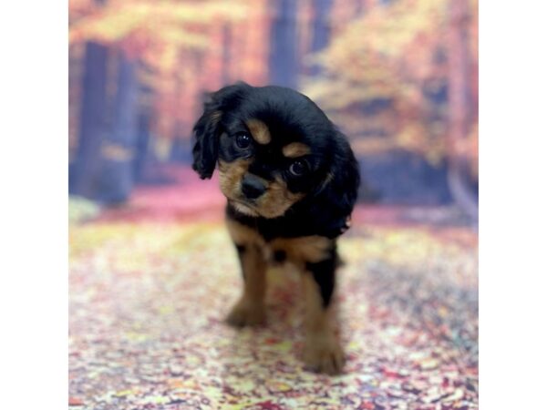 Cavalier King Charles Spaniel DOG Female BLK TAN 15372 Petland Chillicothe, Ohio