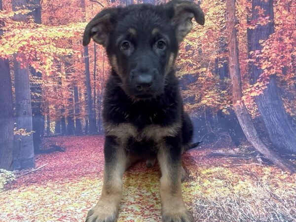 German Shepherd DOG Male Black & Tan 15365 Petland Chillicothe, Ohio