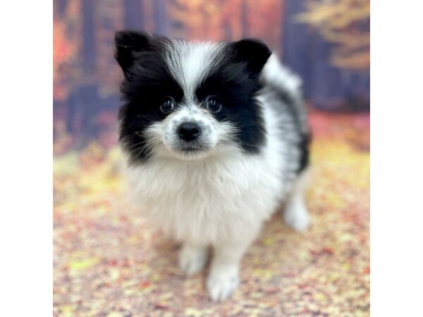 Pomeranian DOG Male BLK WHITE 15371 Petland Chillicothe, Ohio