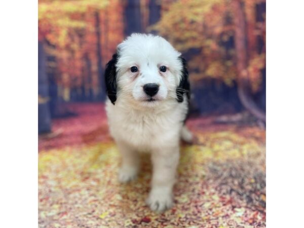 Aussie Poo-DOG-Male-BLUE MERLE-15370-Petland Chillicothe, Ohio