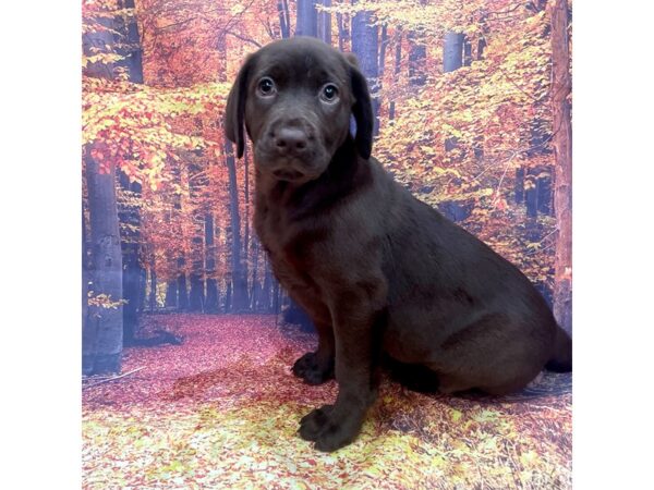 Labrador Retriever-DOG-Female-Chocolate-15368-Petland Chillicothe, Ohio