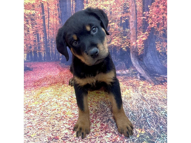 14 week deals rottweiler puppy