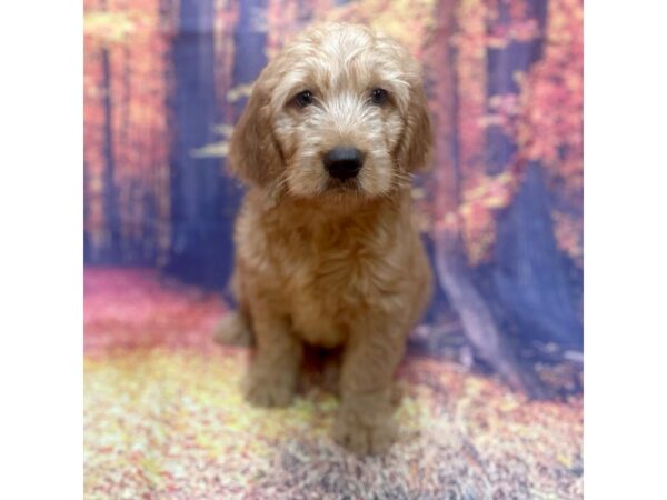 Goldendoodle DOG Male Red 15366 Petland Chillicothe, Ohio