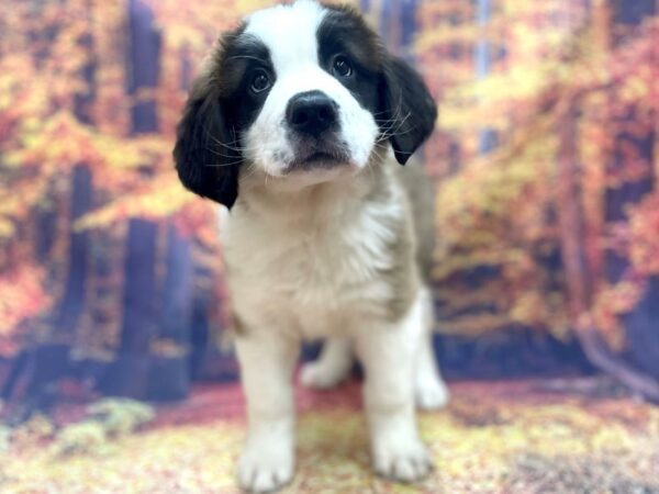 Saint Bernard DOG Male Mahogany / White 15389 Petland Chillicothe, Ohio