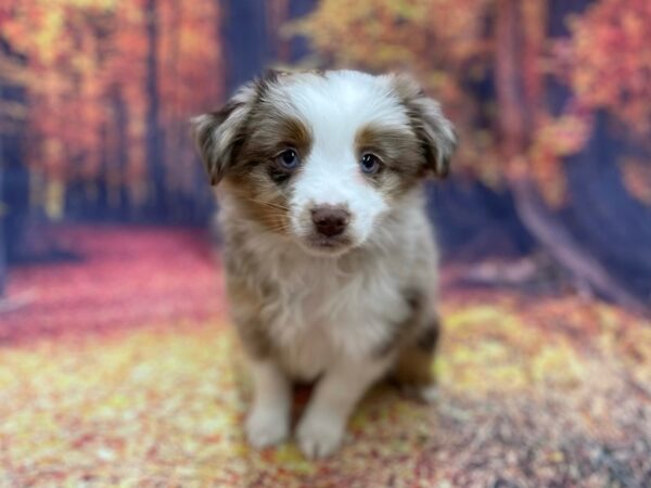 Miniature American Shepherd DOG Male Red Merle 15390 Petland Chillicothe, Ohio