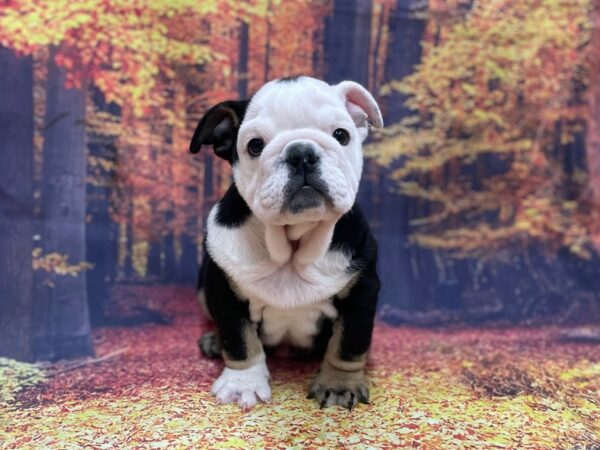 Bulldog DOG Female Black Tan / White 15391 Petland Chillicothe, Ohio