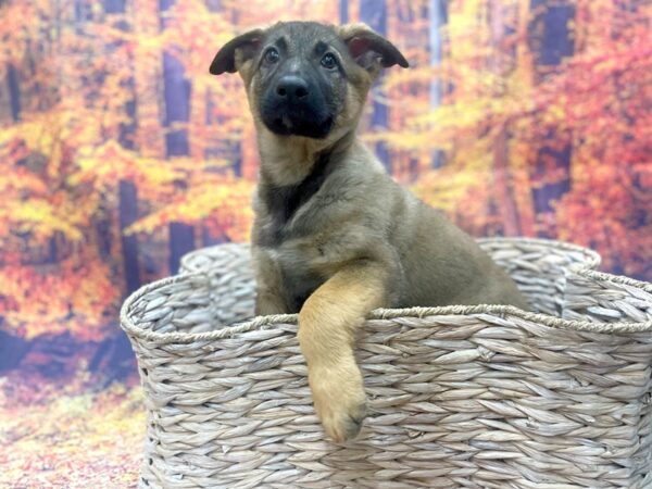 German Shepherd Dog DOG Male Sable 15392 Petland Chillicothe, Ohio