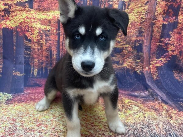 Siberian Husky DOG Male Black & White 15393 Petland Chillicothe, Ohio