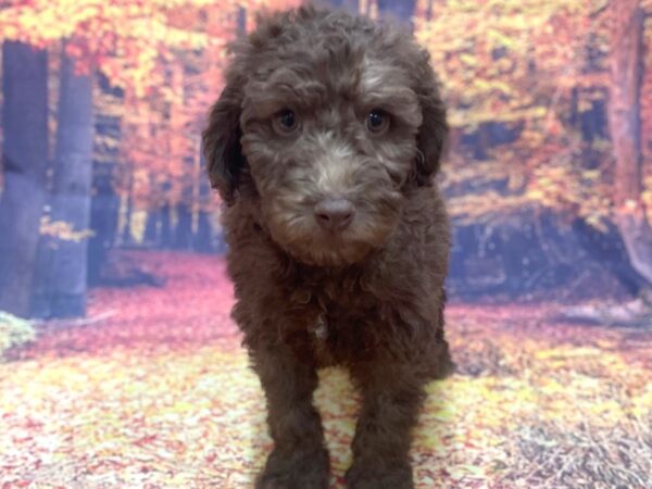 Mini Goldendoodle-DOG-Male-Chococlate-15394-Petland Chillicothe, Ohio