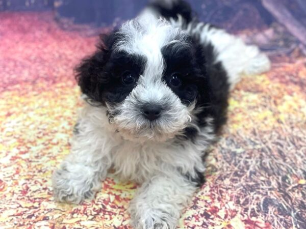 Teddy-DOG-Female-BLK WHITE-15395-Petland Chillicothe, Ohio