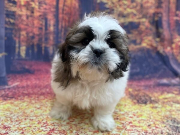 Shih Tzu DOG Female BROWN WHITE 15397 Petland Chillicothe, Ohio