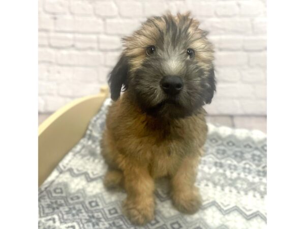 Soft Coated Wheaten Terrier DOG Female Wheaten 15407 Petland Chillicothe, Ohio