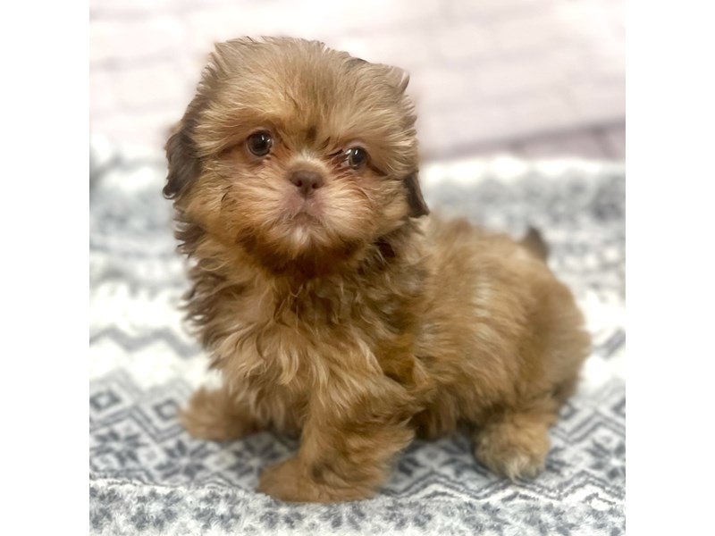 Shih Tzu Puppy Liver Tan ID 15406 Located at Petland Chillicothe