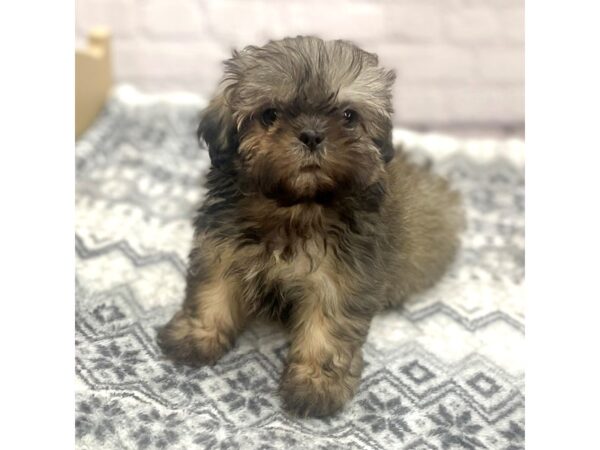 Shih Tzu DOG Female Gold 15405 Petland Chillicothe, Ohio