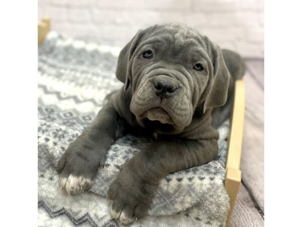 Neapolitan Mastiff DOG Male Blue 15404 Petland Chillicothe, Ohio