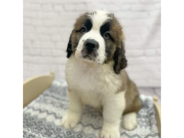 Saint Bernard DOG Female Brown / White 15402 Petland Chillicothe, Ohio