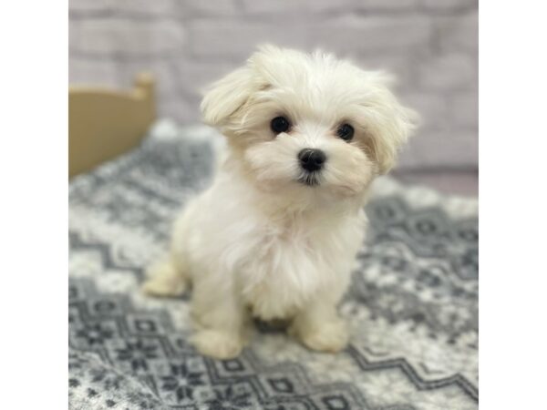 White discount maltese puppy