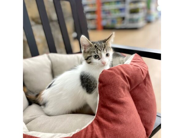 Adopt A Pet Kitten-CAT-Female-Calico and white-15430-Petland Chillicothe, Ohio