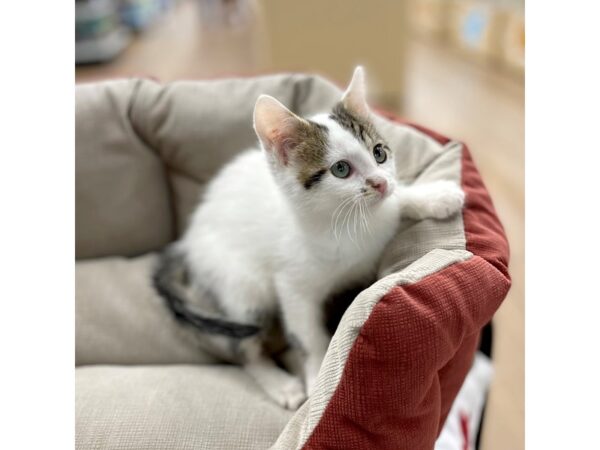 Adopt A Pet Kitten-CAT-Male-White and Tabby-15432-Petland Chillicothe, Ohio