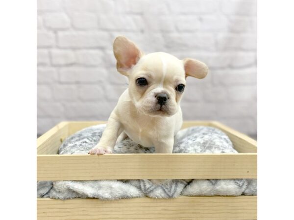 French Bulldog DOG Male Cream 15422 Petland Chillicothe, Ohio