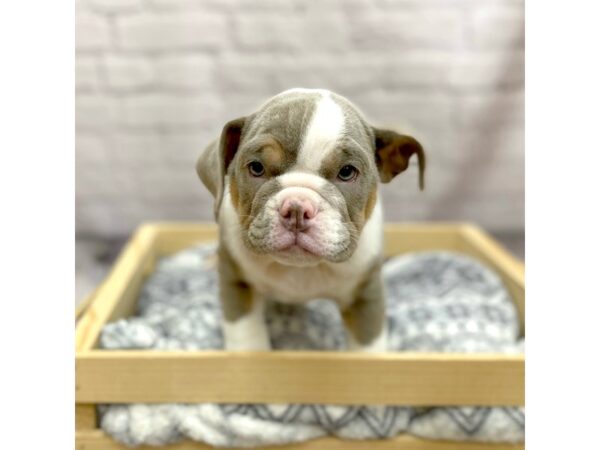 English Bulldog DOG Female Lilac Tri 15428 Petland Chillicothe, Ohio