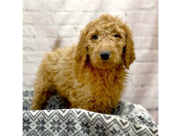 Goldendoodle DOG Female red 15426 Petland Chillicothe, Ohio