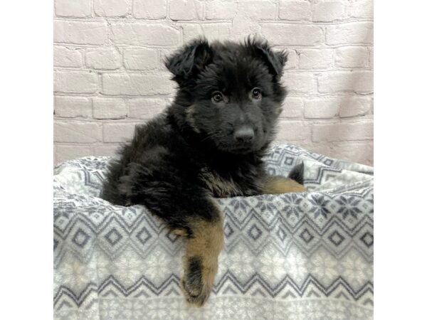 German Shepherd Dog DOG Male Black / Tan 15425 Petland Chillicothe, Ohio