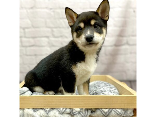 Shiba Inu DOG Male Black / Tan 15424 Petland Chillicothe, Ohio