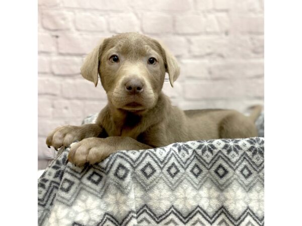 Labrador Retriever DOG Male Silver 15423 Petland Chillicothe, Ohio