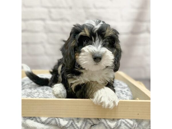 Bernedoodle Mini 2nd Gen DOG Female Black White / Tan 15421 Petland Chillicothe, Ohio