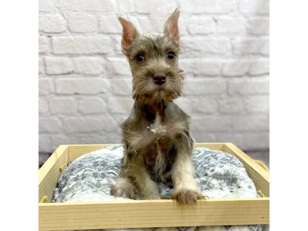 Miniature Schnauzer DOG Female Liver Pepper 15419 Petland Chillicothe, Ohio