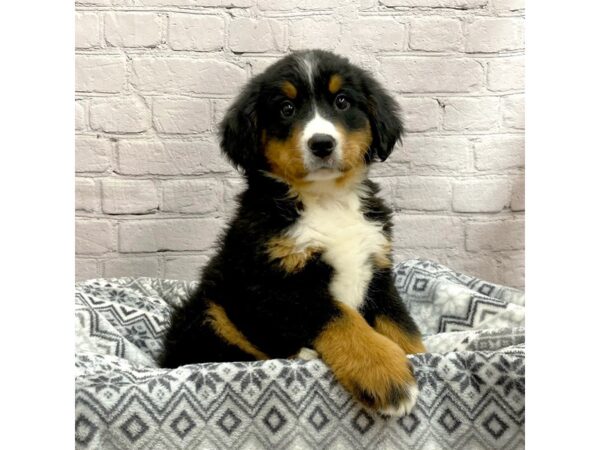 Bernese Mountain Dog DOG Male Black Rust / White 15418 Petland Chillicothe, Ohio