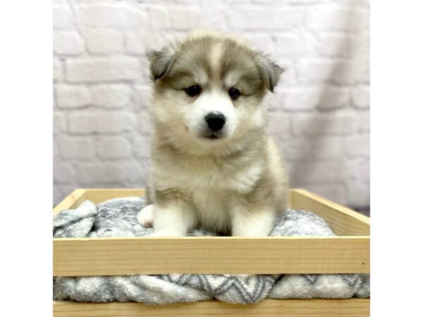 Huskimo-DOG-Female-BLK WH-15416-Petland Chillicothe, Ohio