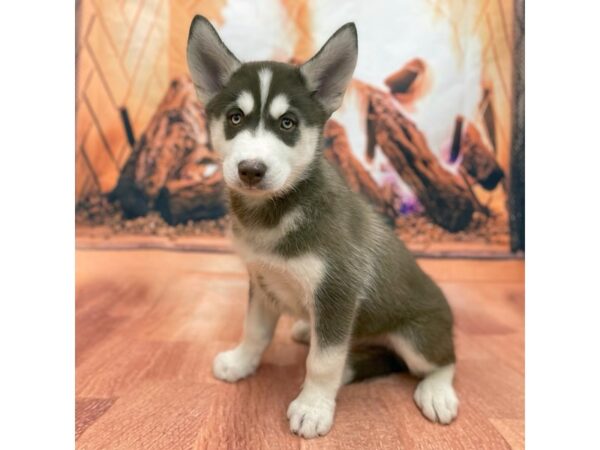 Siberian Husky DOG Male Red & White 15438 Petland Chillicothe, Ohio