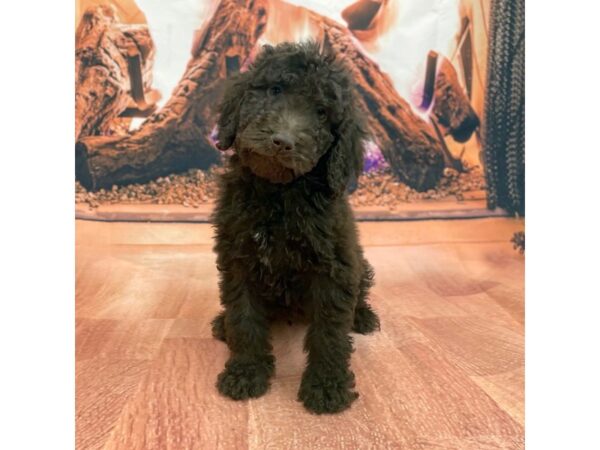 2nd Generation Goldendoodle DOG Male Chocolate 15434 Petland Chillicothe, Ohio