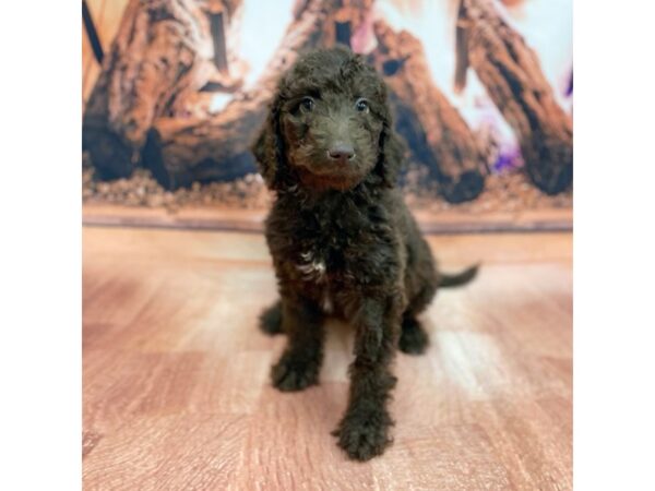 2nd Generation Goldendoodle-DOG-Female-Chocolate-15433-Petland Chillicothe, Ohio