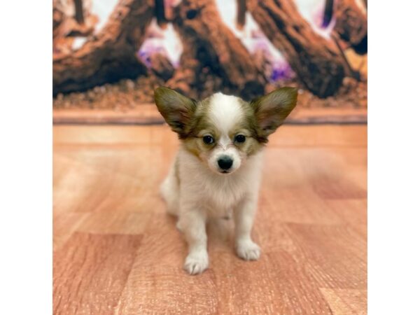 Papillon DOG Male RED WHITE 15415 Petland Chillicothe, Ohio