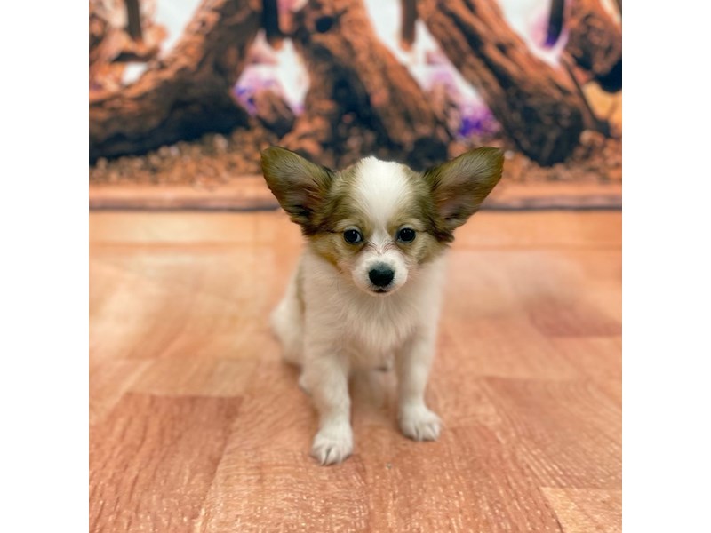 Papillon Puppy RED WHITE ID:15415 Located at Petland Chillicothe, Ohio