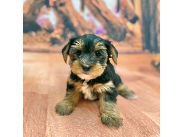 Yorkshire Terrier DOG Female BLK TAN 15439 Petland Chillicothe, Ohio