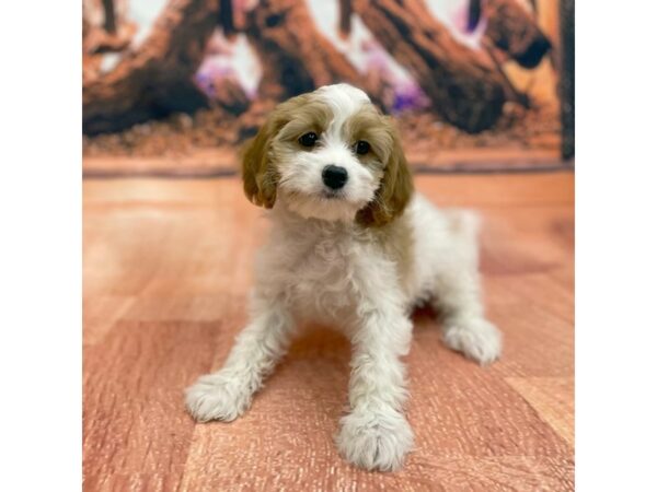 Cavapoo DOG Male Red / White 15450 Petland Chillicothe, Ohio