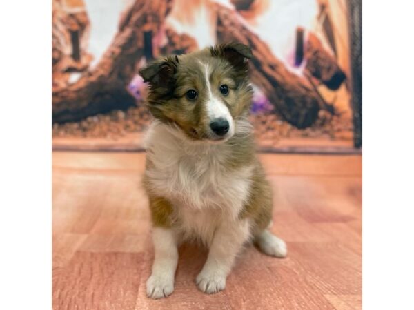 Shetland Sheepdog DOG Male Sable / White 15448 Petland Chillicothe, Ohio