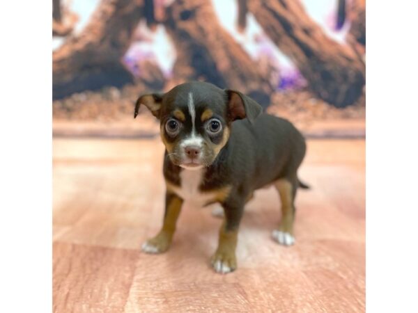 Chihuahua-DOG-Female-CHOC TAN-15446-Petland Chillicothe, Ohio