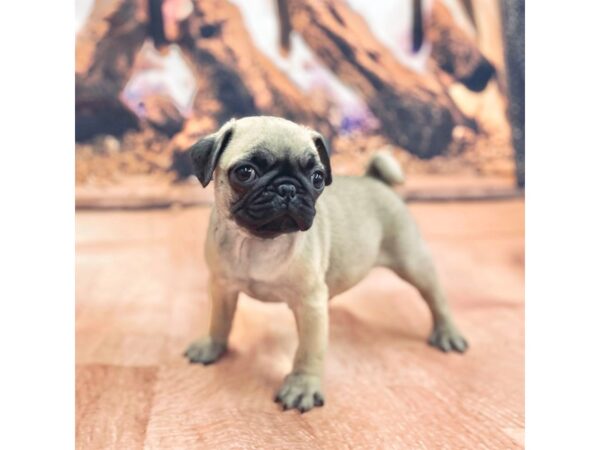 Pug DOG Male FAWN 15445 Petland Chillicothe, Ohio