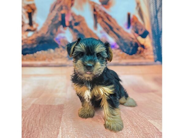 Yorkshire Terrier DOG Male BLK TAN 15440 Petland Chillicothe, Ohio