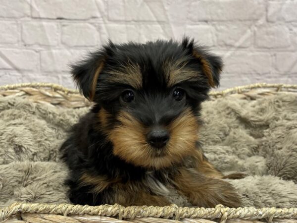 Silky Terrier DOG Male Black / Tan 15469 Petland Chillicothe, Ohio